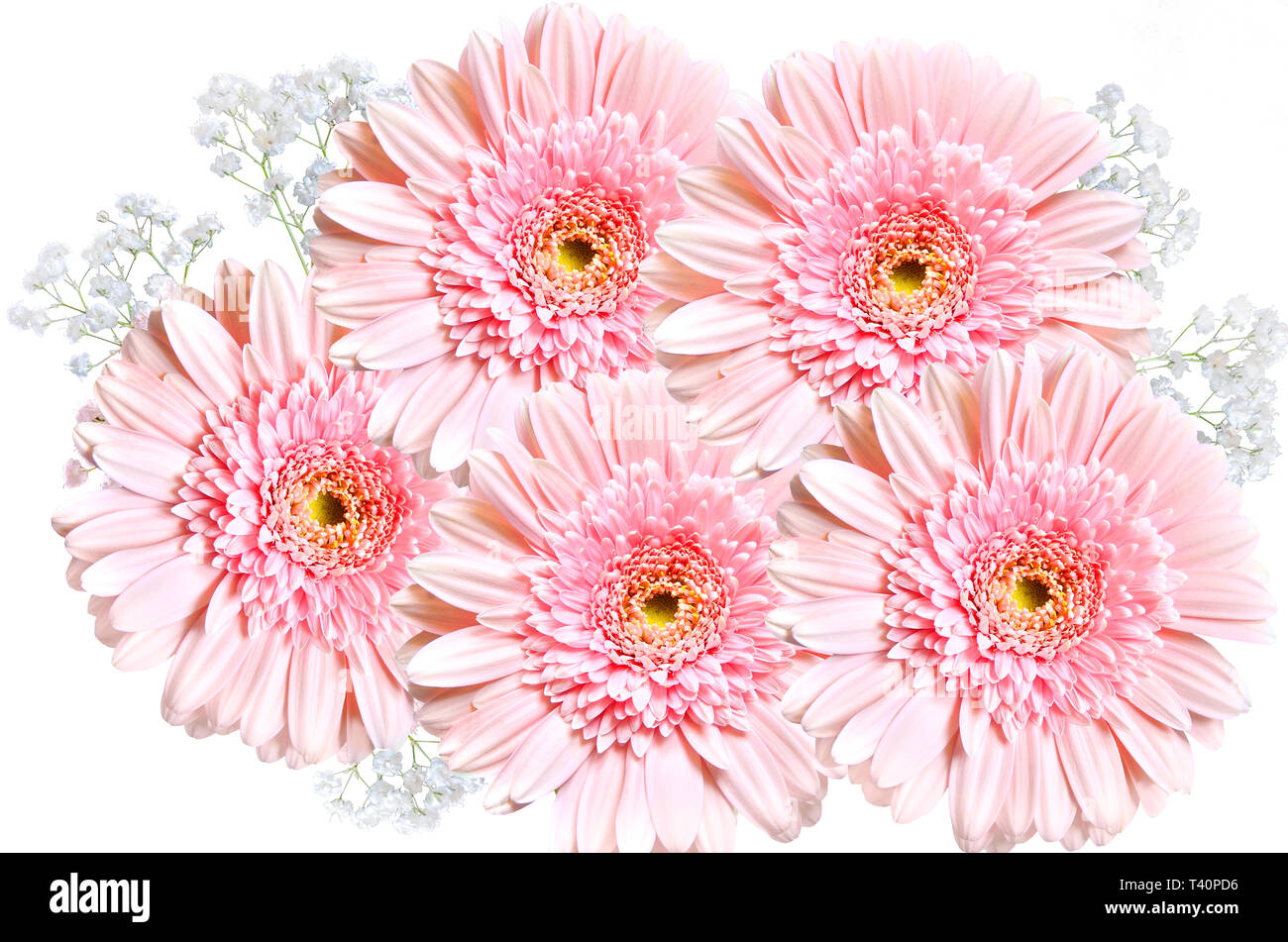 Sanfte Bouquet von schöne Rosa Gerbera Blumen mit Zweigen von Weißen gypsophila schließen bis auf weißem Hintergrund eingerichtet. Blumen Grußkarte templa Stockfoto
