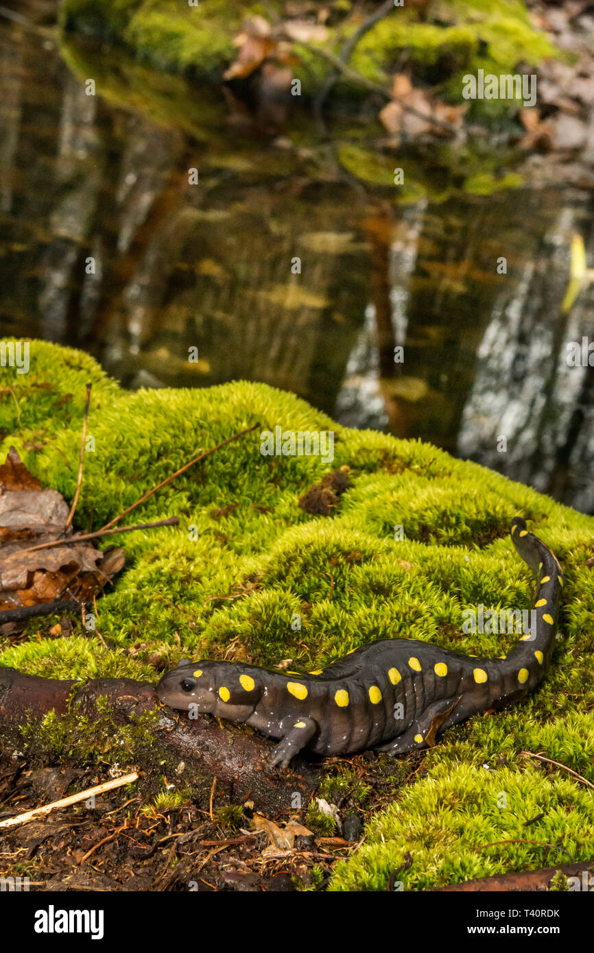 Spotted Salamander (Z.B. Aronstab) Stockfoto
