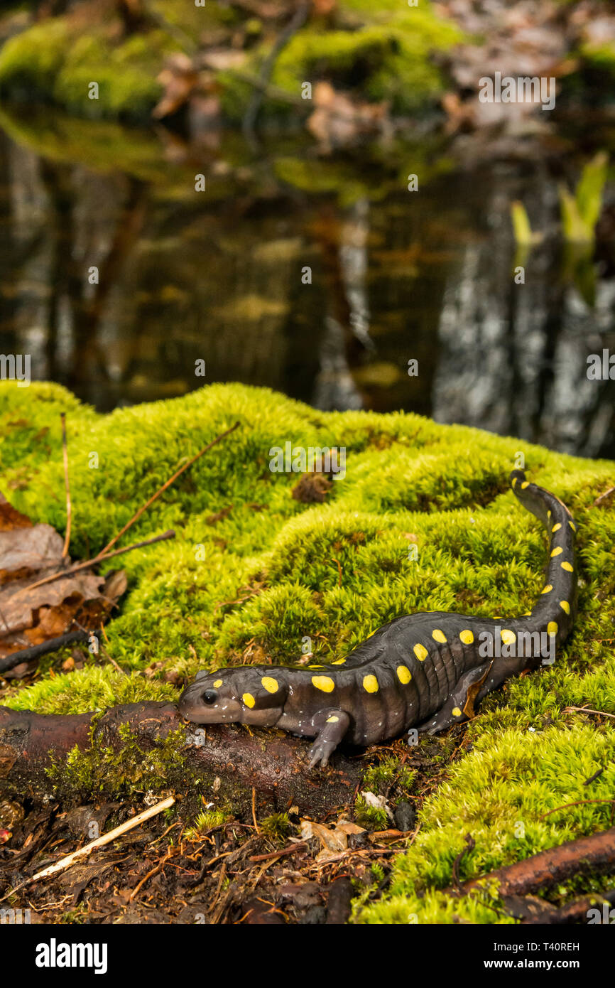 Spotted Salamander (Z.B. Aronstab) Stockfoto