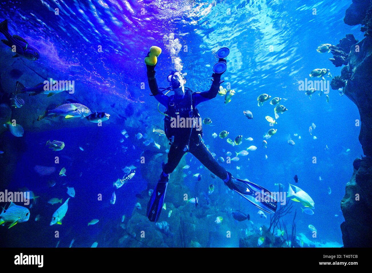 Ein Taucher Benutzt Ein Sauger Und Ein Schwamm Das Glas Auf Der Innenseite Des Great Barrier