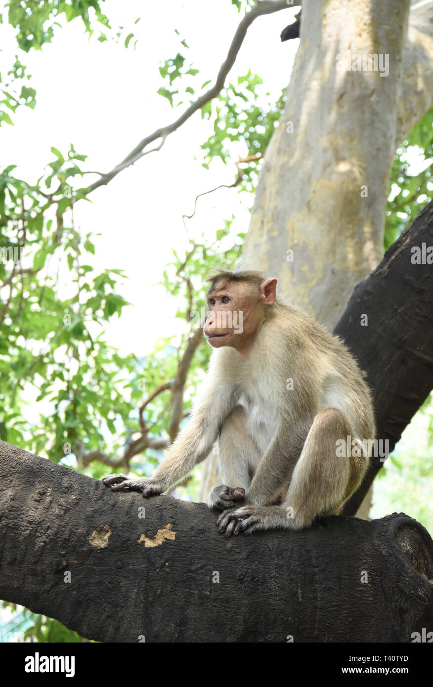 Indische Monkey. Der Rhesusfaktor macaque. Stockfoto