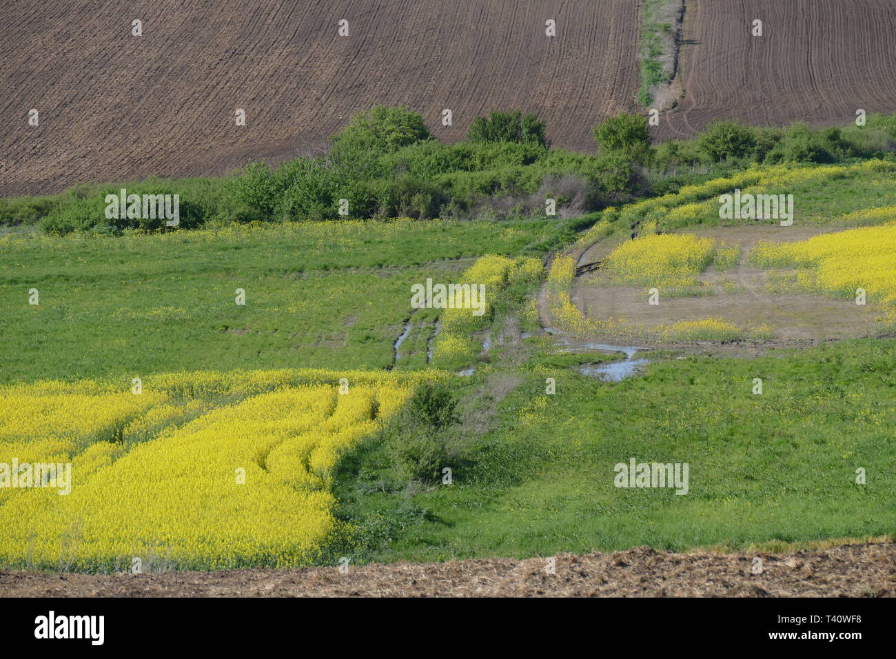 Landwirtschaftliche Flächen. Behandelt werden die Felder in der Ebene. Im Vordergrund blühende Vergewaltigung. Stockfoto