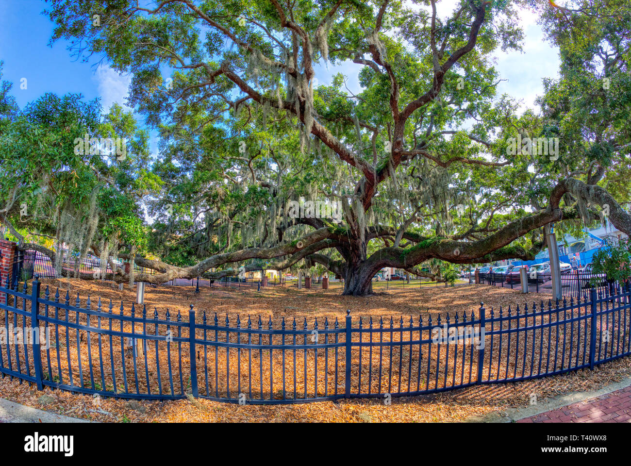 Die Baranoff Eiche in Baranoff Park angeblich die älteste lebende Live Oak Tree in Pinellas County in Florida Safety Harbor Stockfoto