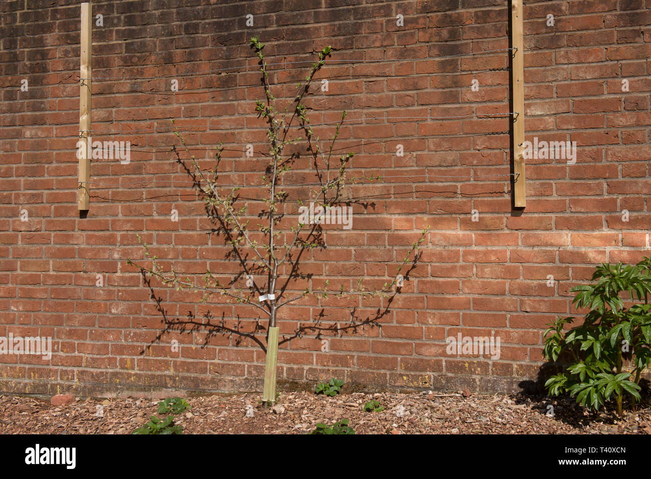 Einen Obstbaum gegen eine Wand trainieren, Espaliers Stockfoto