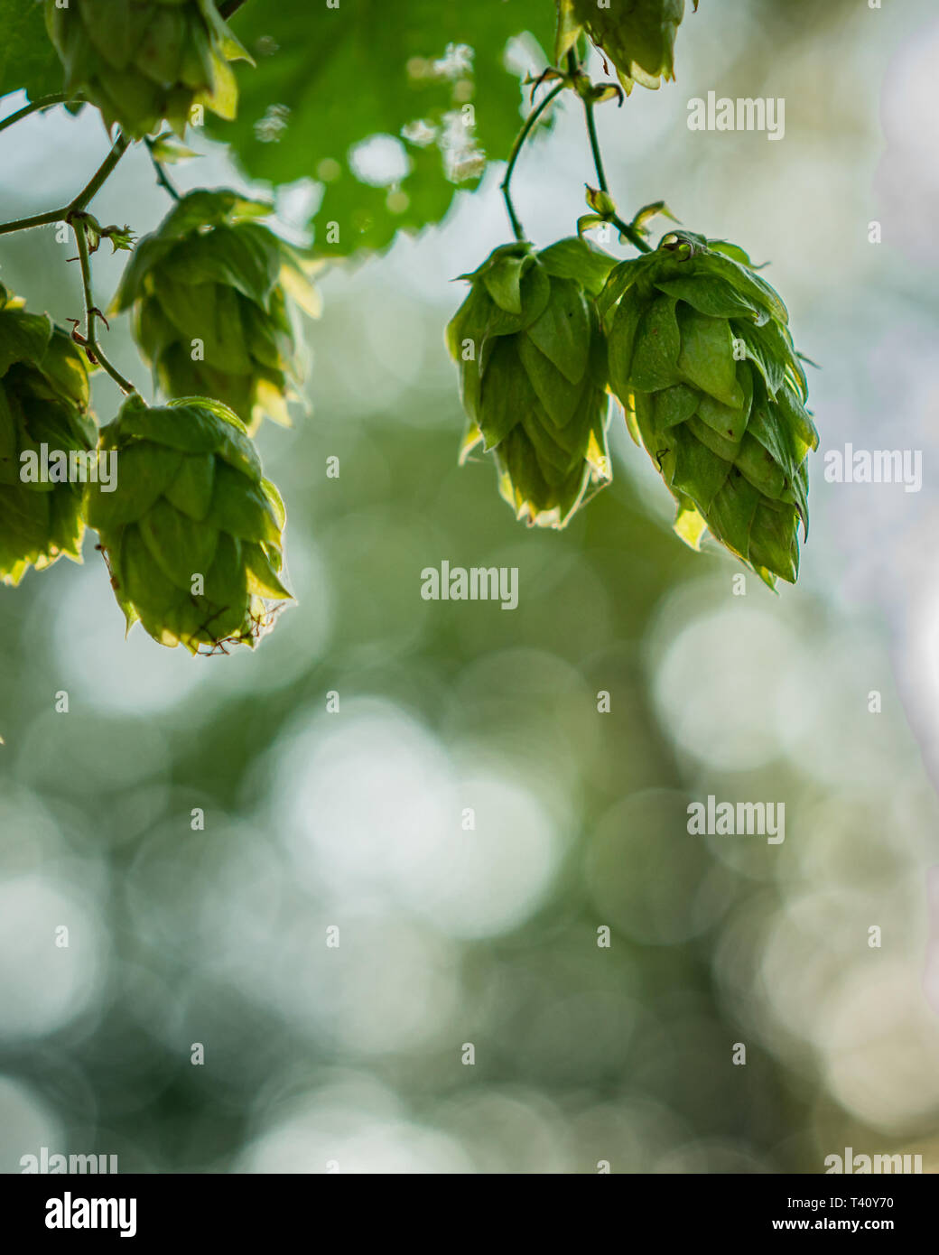 Frische organische Brauer Hopfen für die Herstellung home brew Bier Stockfoto