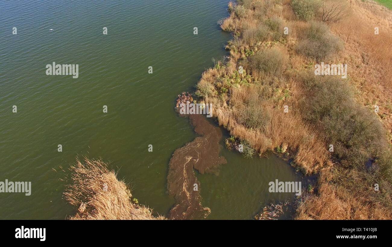 Rehe schwimmen in einem See - Luftaufnahme von einer kleinen Gruppe von Rehe schwimmen in einem See Stockfoto