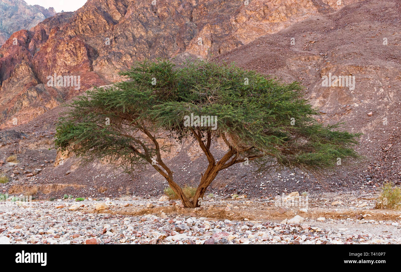 Einem Dach thorn Akazie in der Eilat Berge Israels mit einem roten felsigen Berghang im Hintergrund Stockfoto