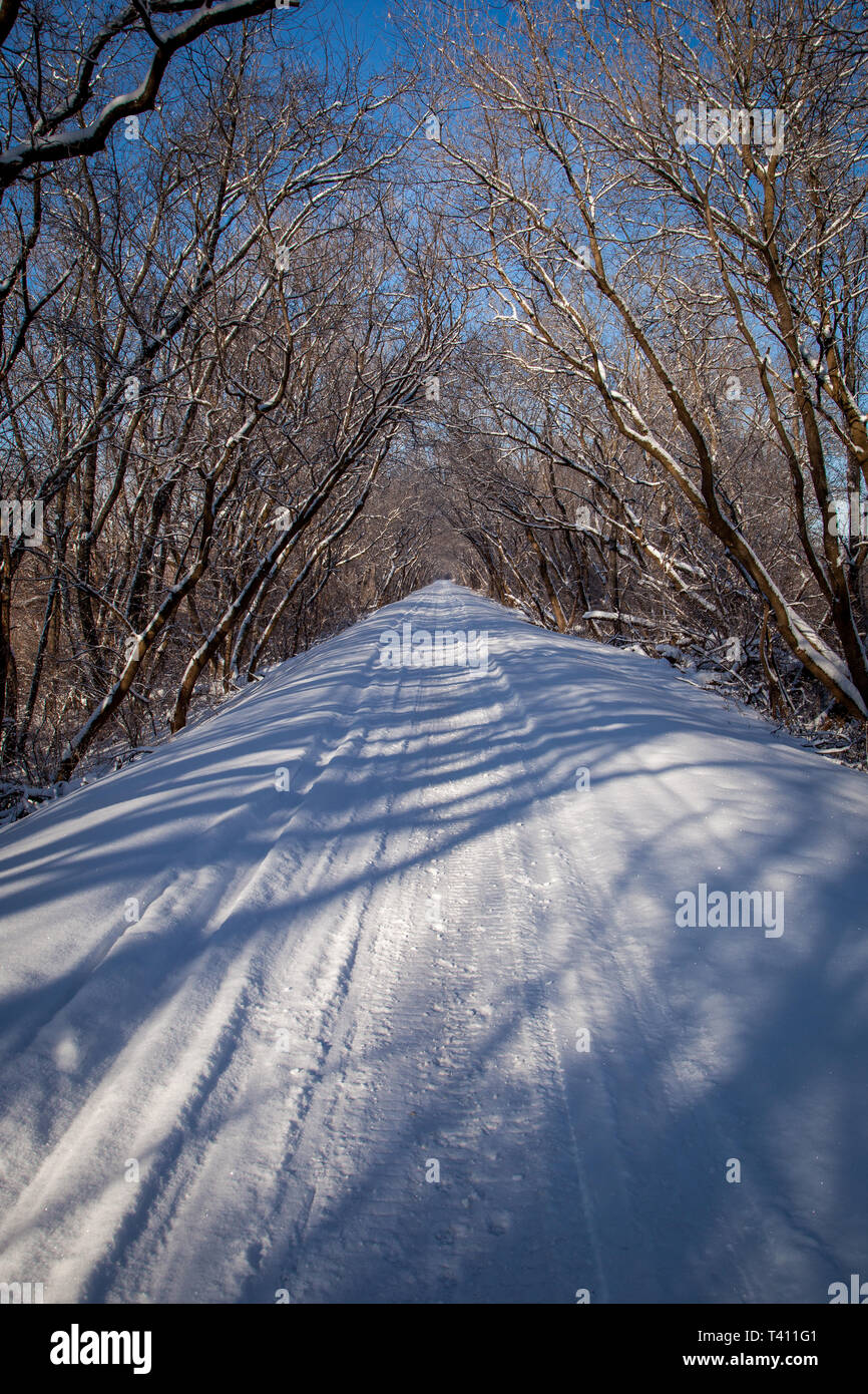 Radweg in einem Tunnel der Bäume im Winter. Stockfoto