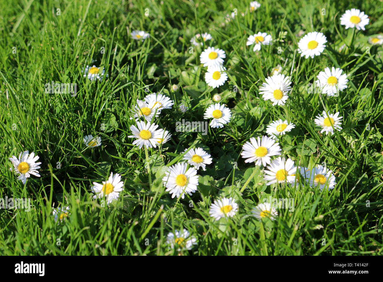 Gänseblümchen wachsen mit Gras auf dem Rasen Stockfoto