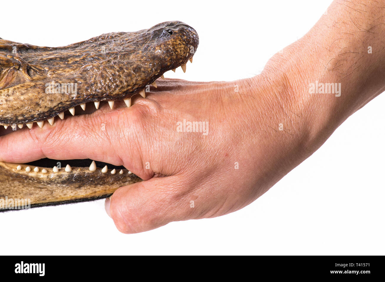 Hand in den Mund ein kleines Krokodil - isoliert Stockfoto