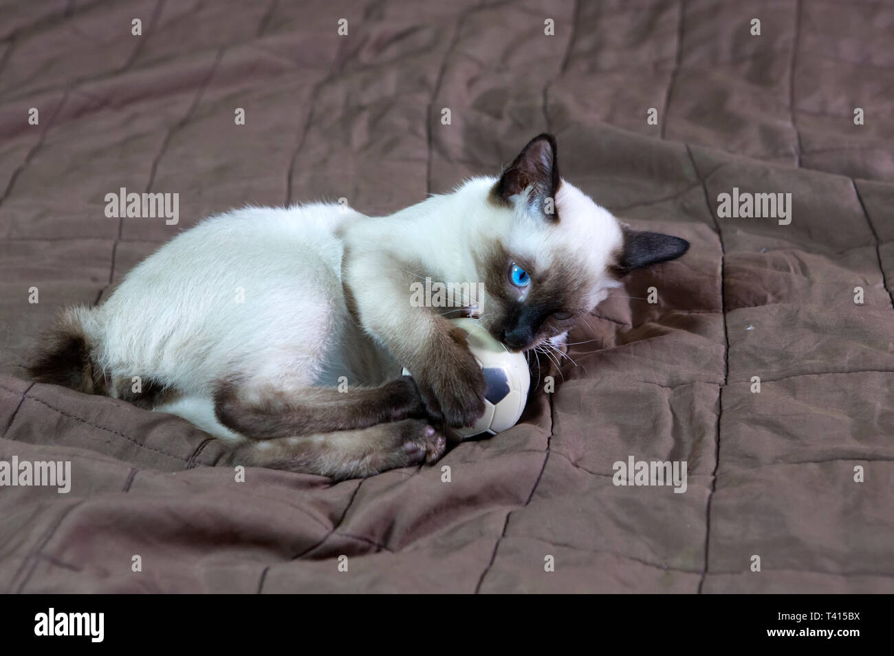 Kätzchen kurzhaarige Farbe seal Point Stockfoto