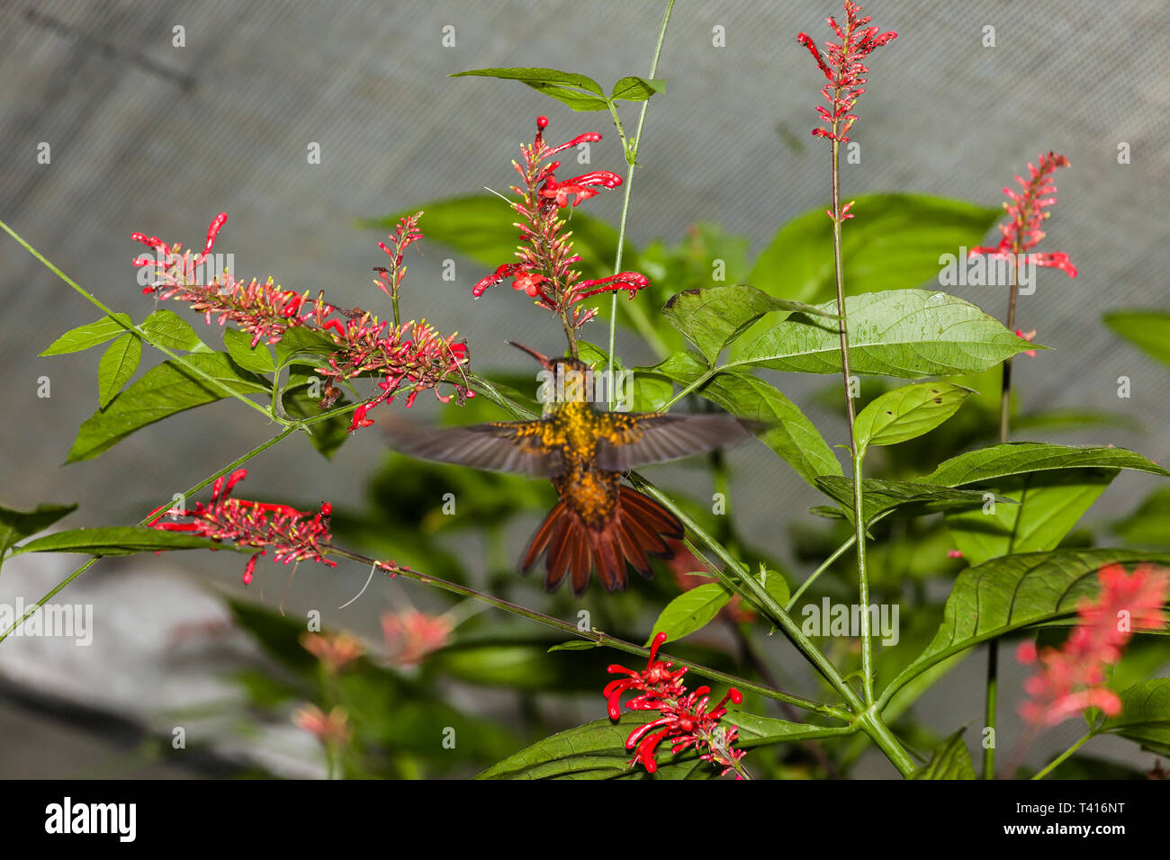 Hummingbird im Flug auf einer Blume Stockfoto