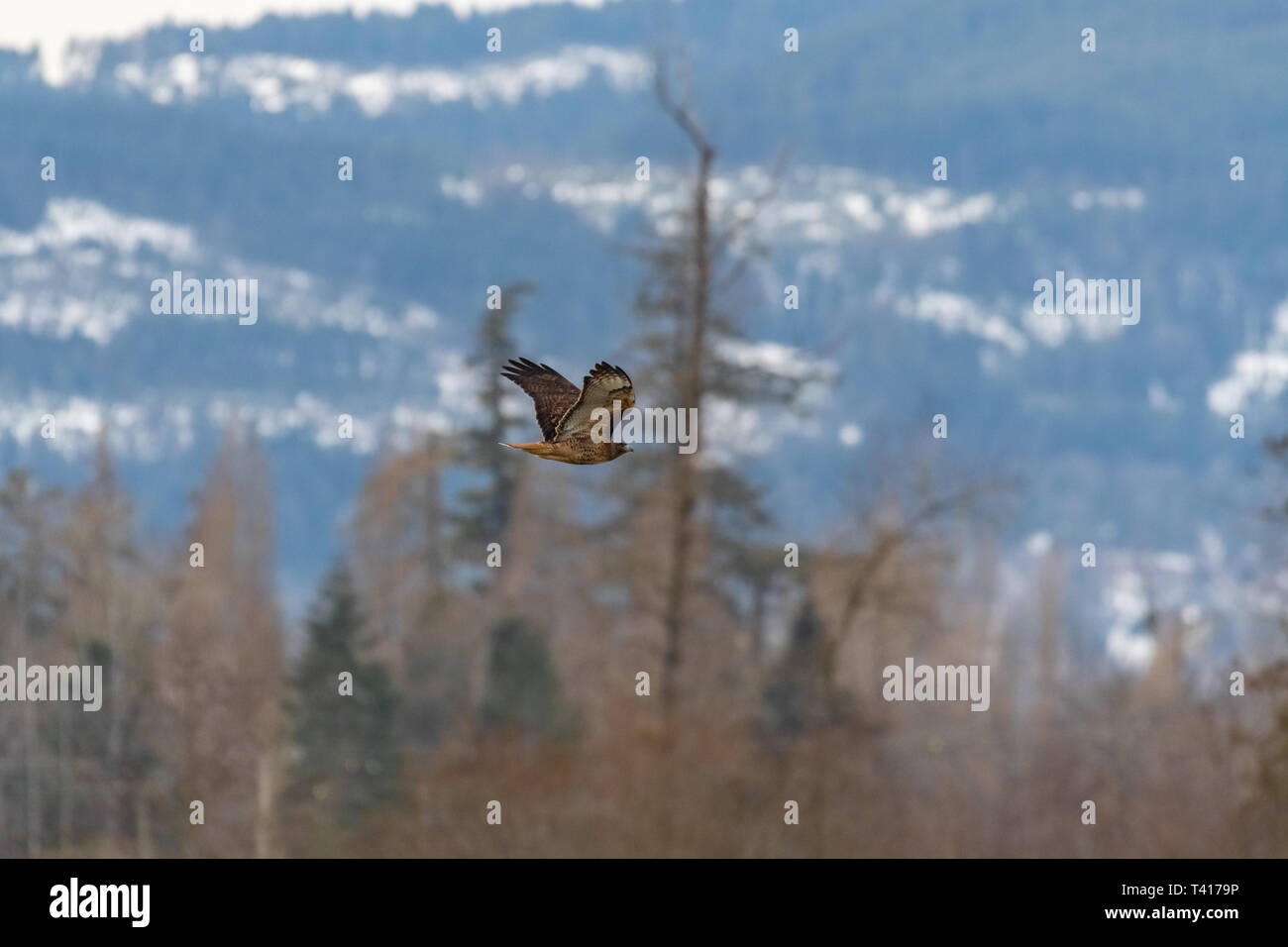 Red-Tailed Falke im Flug, British Columbia, Kanada Stockfoto