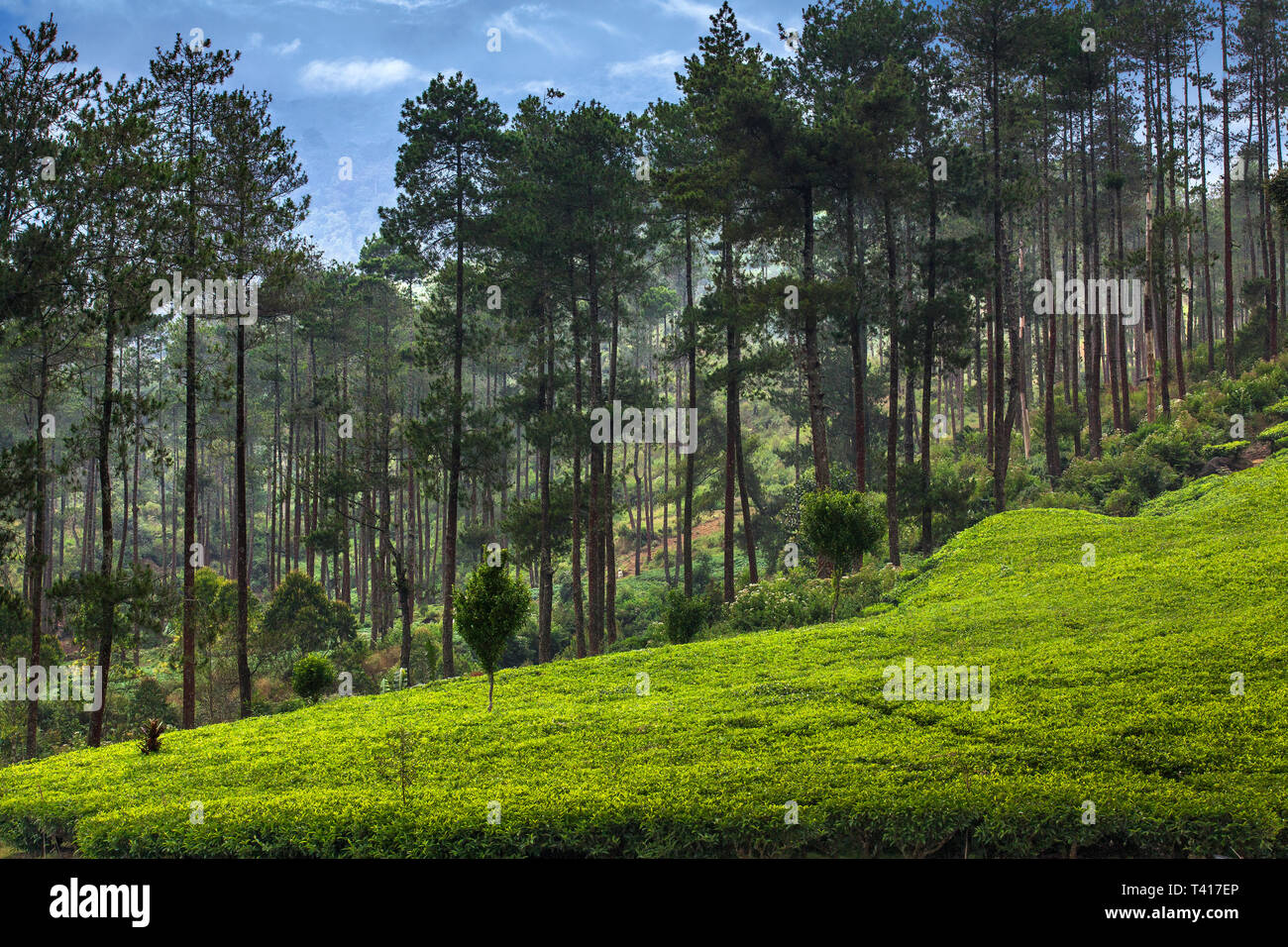 Kiefernwald neben einem Tee Pflanze, Indonesien Stockfoto