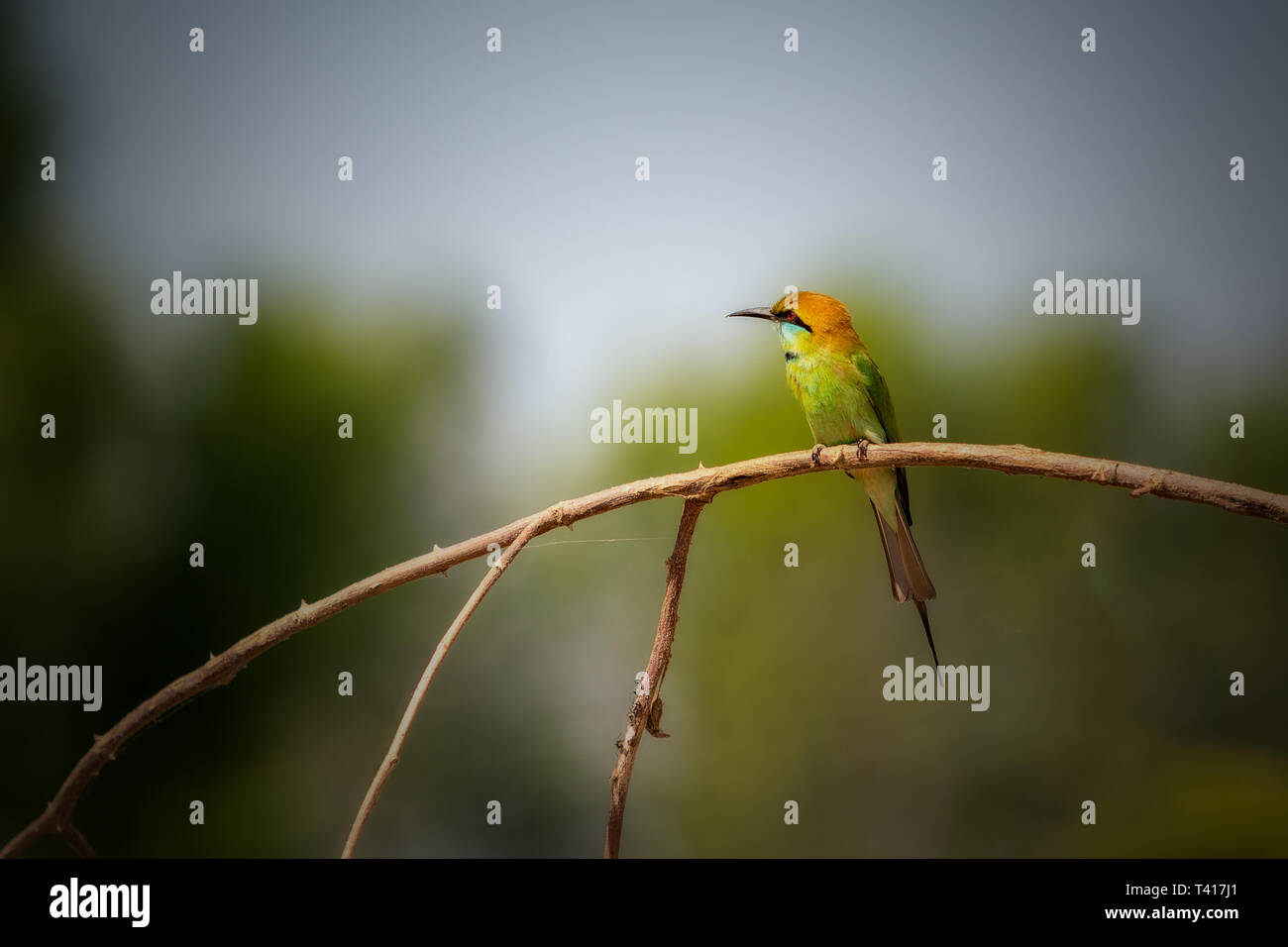 Blue-tailed Bienenfresser Vogel auf einem Zweig, Thailand Stockfoto