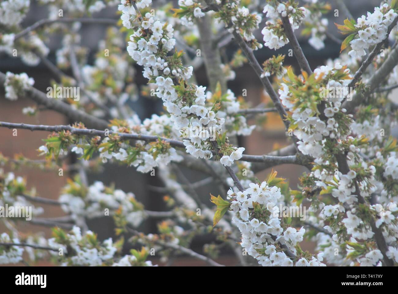 Mai Baum (Rosa moschata) in seiner Blütezeit. Stockfoto