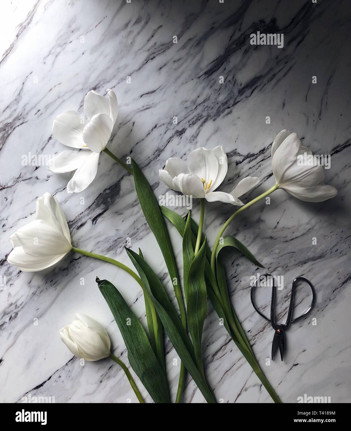 Weiße Tulpen auf dem Marmor Oberfläche Stockfoto
