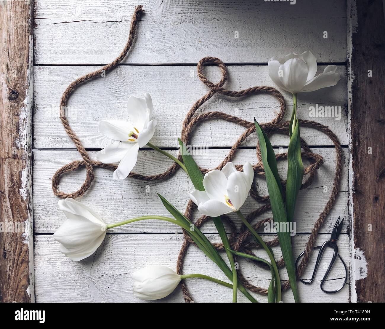 Weiße Tulpen und Seil auf einem Holztisch Stockfoto