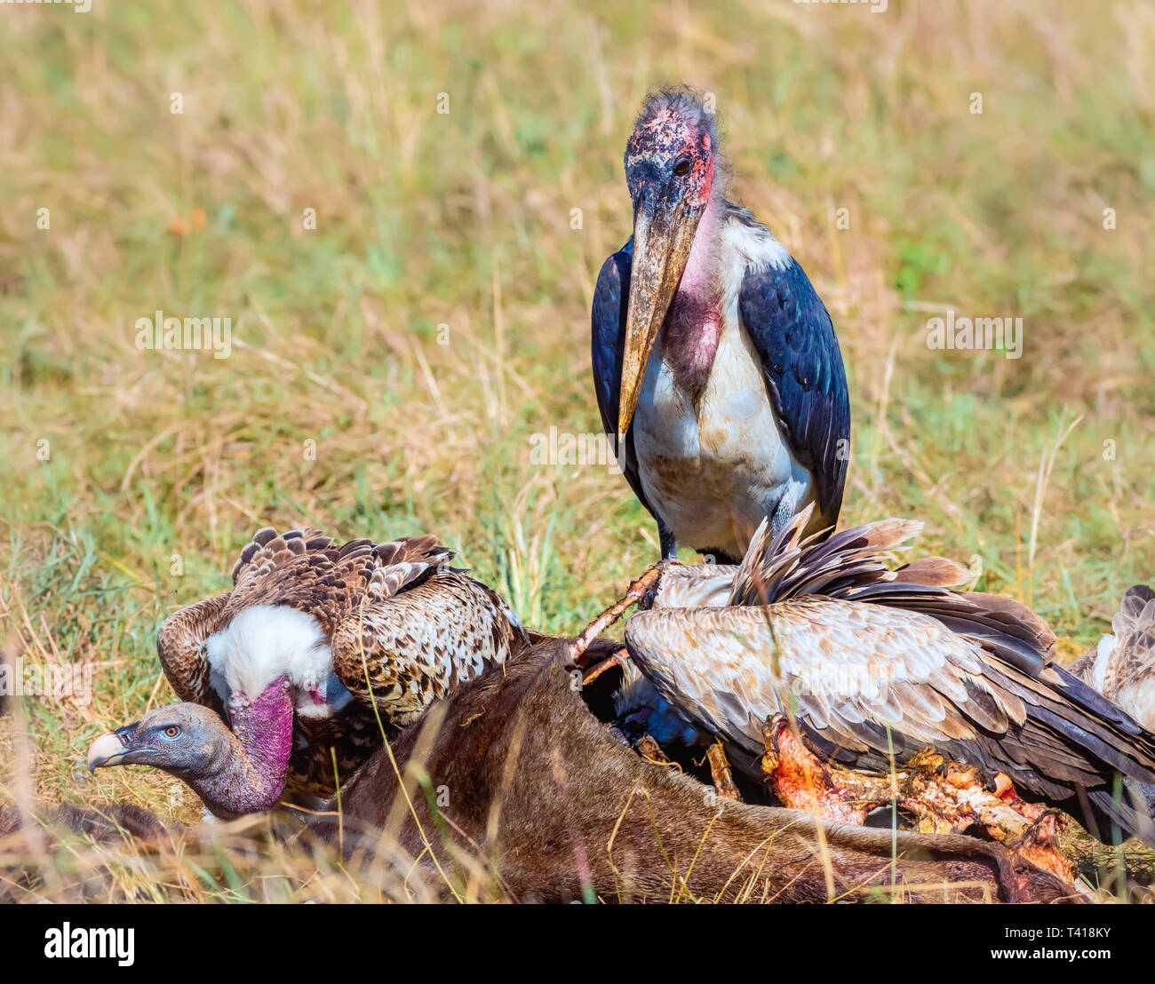 Weiß-backed Vulture und Ruppell's Gänsegeier Fütterung auf ein totes Tier, Kenia Stockfoto