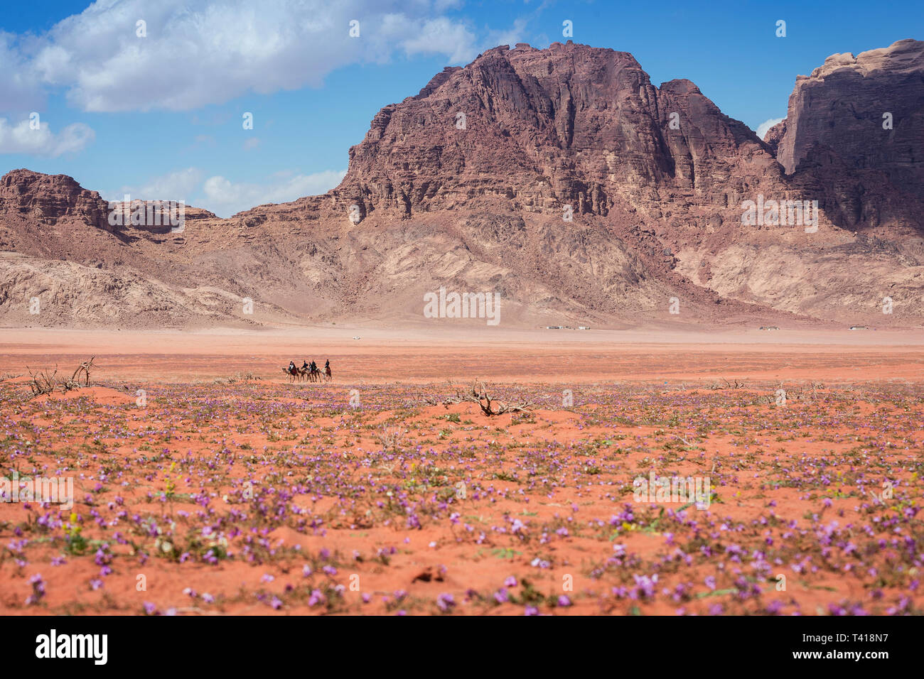 Wüste Kamel Tour, Wadi Rum, Jordanien Stockfoto