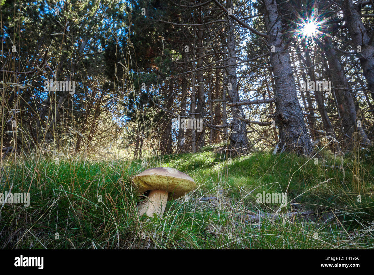 Nahaufnahme eines wilden Pilz im Wald wachsen, Spanien Stockfoto