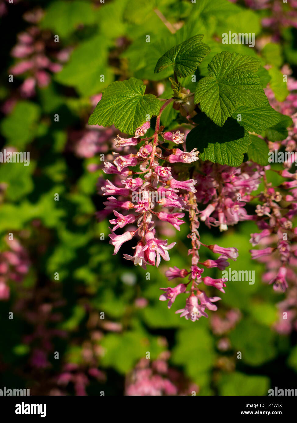 Ribes sanguineum Pulborough Scarlet Blüte Johannisbeere Stockfoto