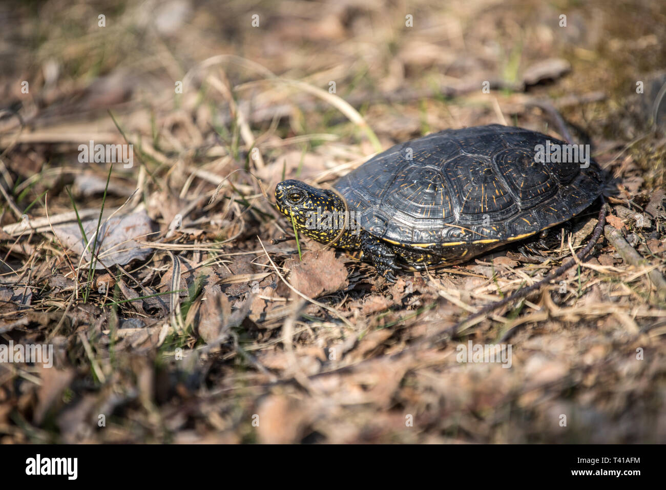 Europäische Sumpfschildkröte, Emys orbicularis Stockfoto