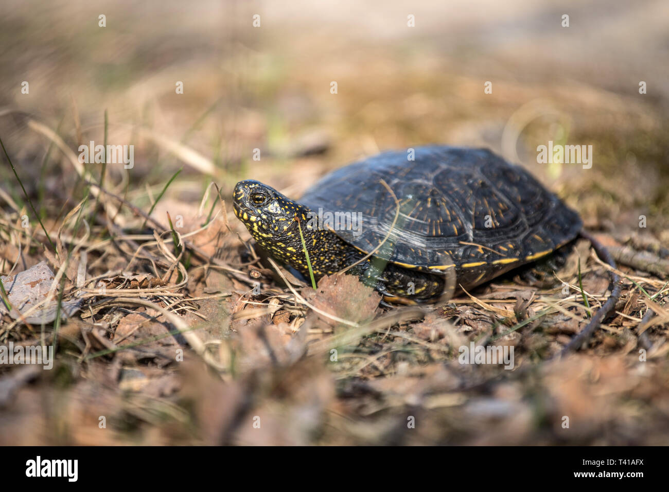 Europäische Sumpfschildkröte, Emys orbicularis Stockfoto