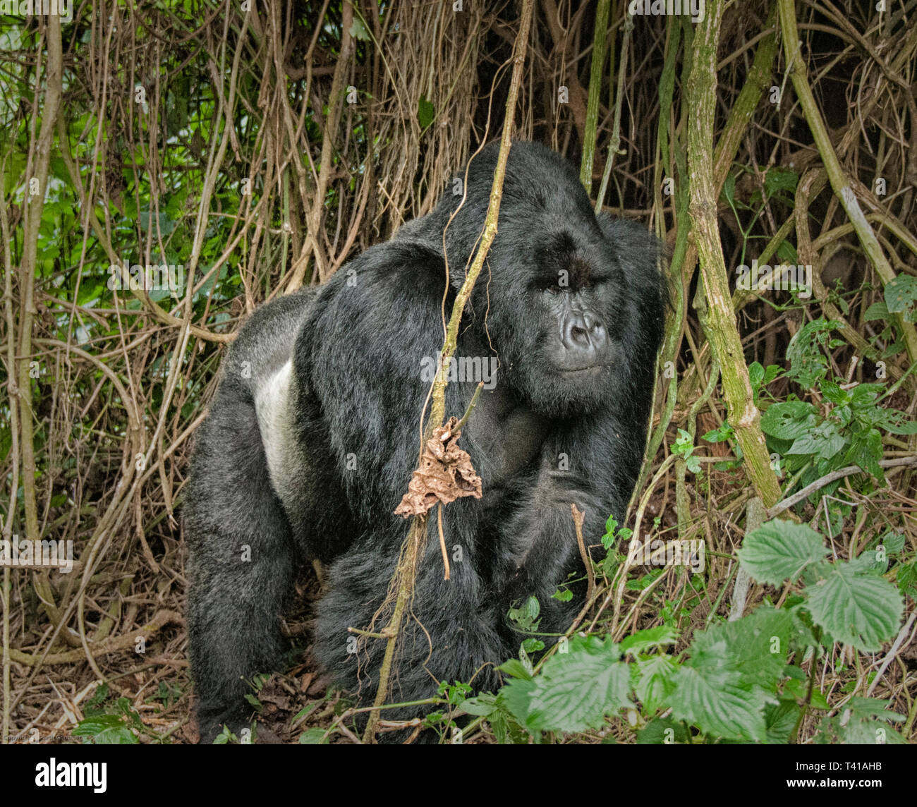 Berggorillas in Ruanda Stockfoto