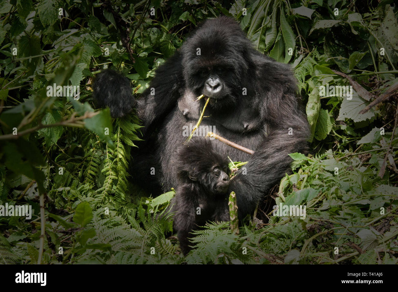 Berggorillas in Ruanda Stockfoto