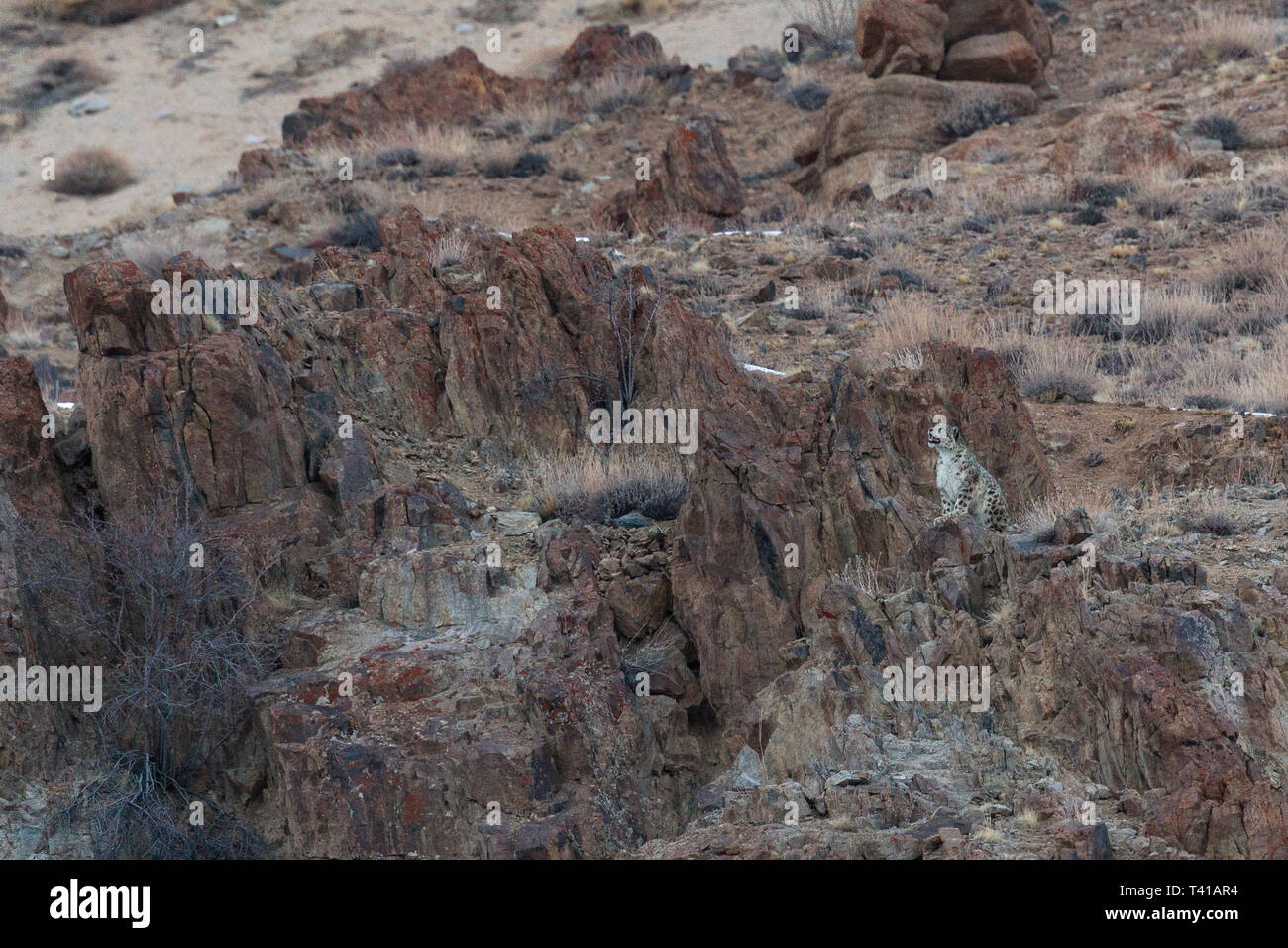 Wild Snow Leopard (Panthera uncia) in Ladakh Indien im Winter. Stockfoto