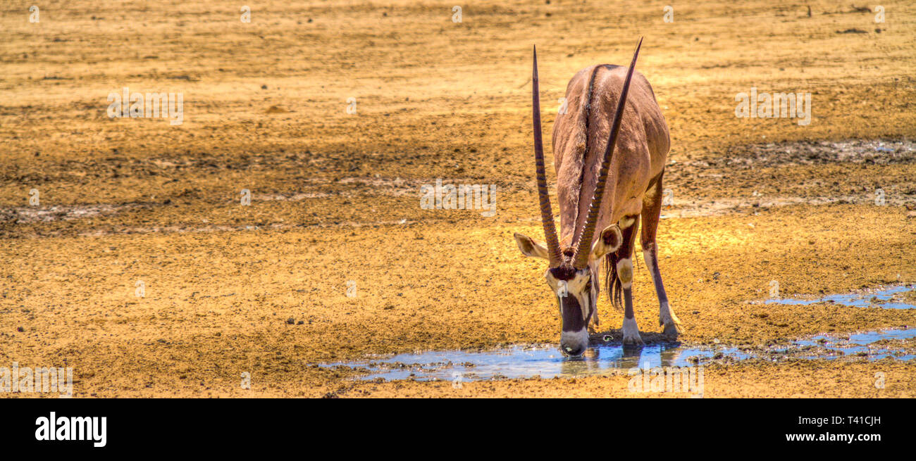 Oryx nimmt einen Schluck der Durst zu löschen Stockfoto