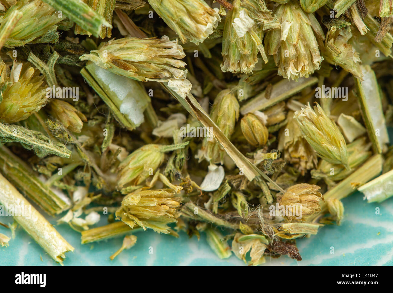 Schafgarbe Heilkräuter detail Stockfoto