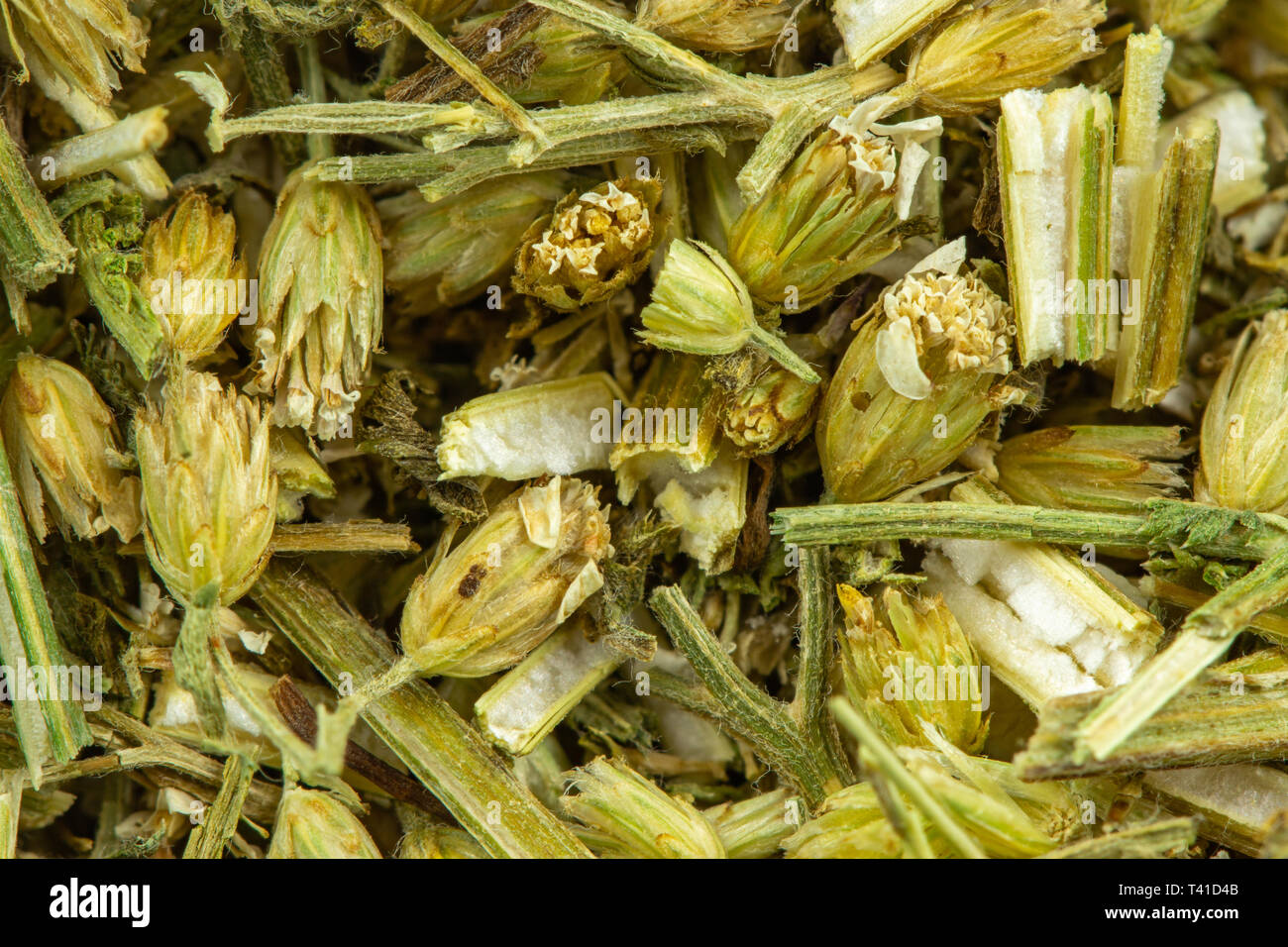 Schafgarbe Heilkräuter detail Stockfoto