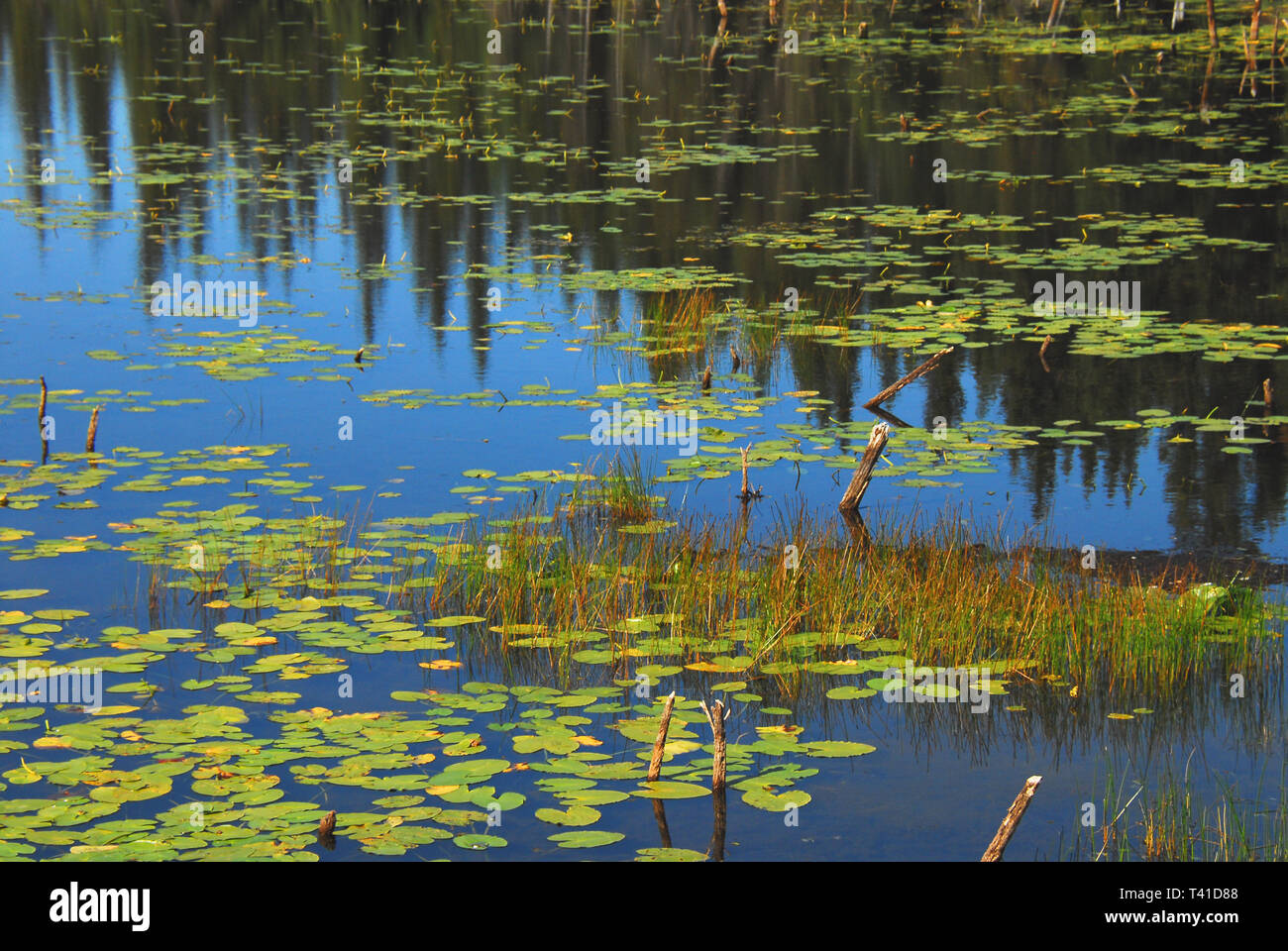 Wunderschöne Natur in Wrangell St. Elias National Park in Alaska, USA wider Stockfoto