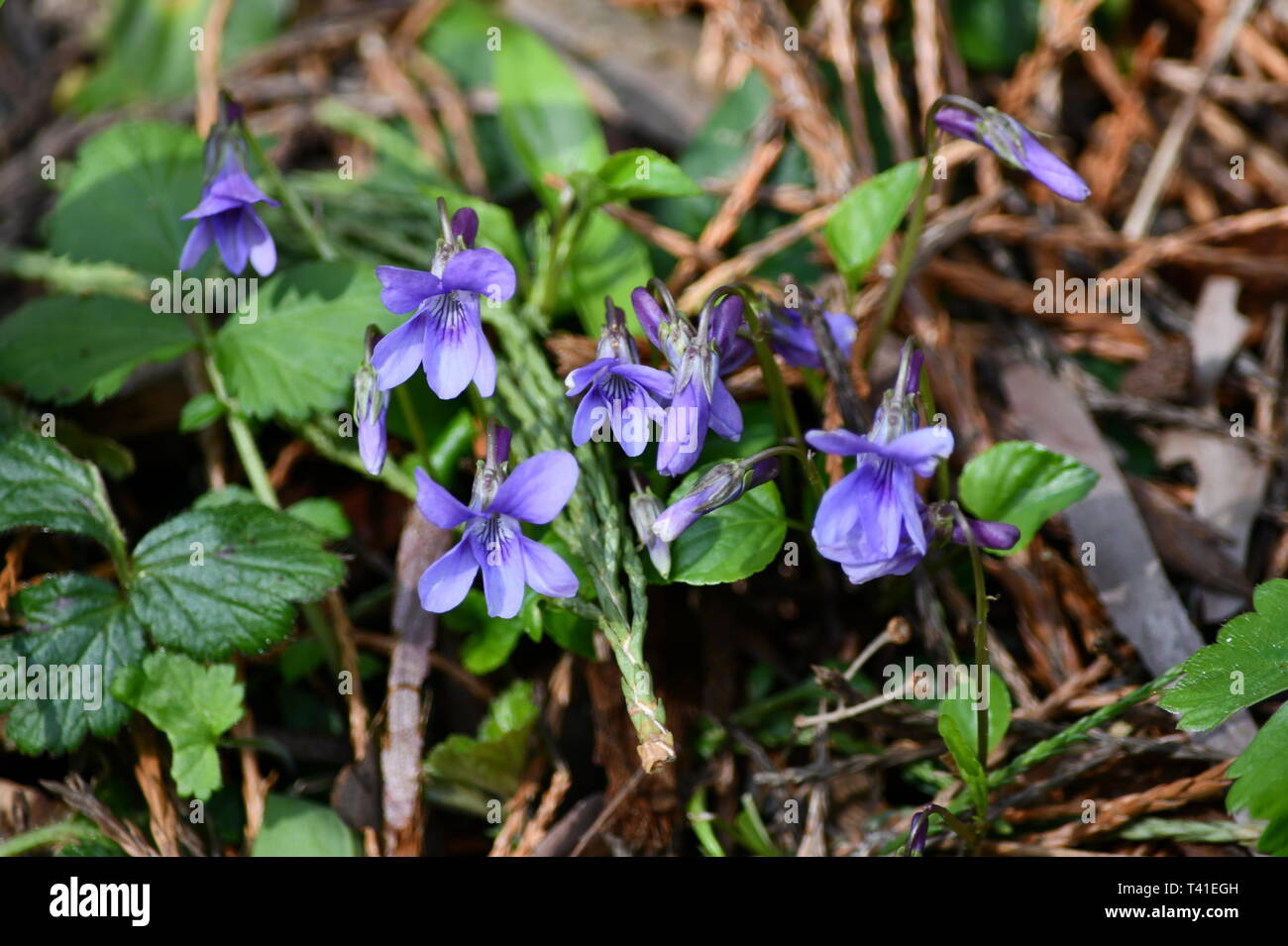 Erste Veilchen Begrüßung der neuen Saison Stockfoto