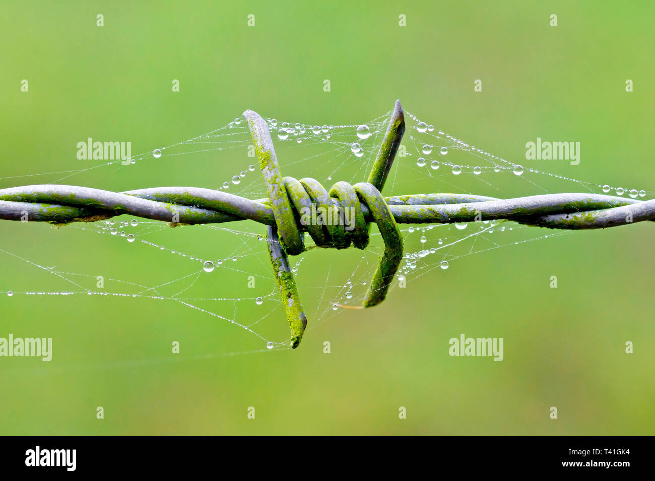 Tautropfen, die auf einem Spinnennetz oder Spinnennetz kondensiert sind, über einem Stück Stacheldraht. Stockfoto