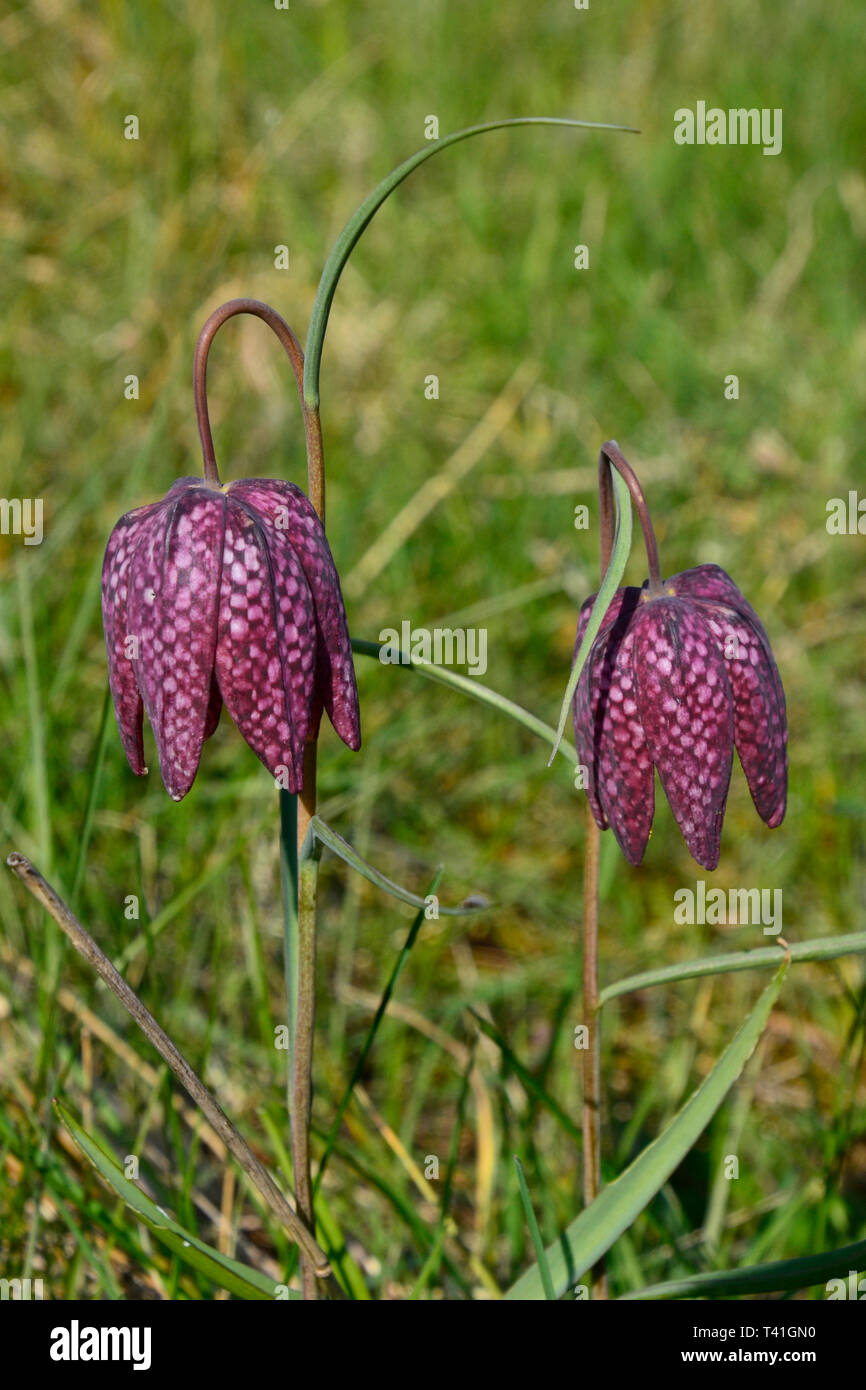 Schlangen Kopf fritillary am College Lake Nature Reserve, Buckinghamshire, Großbritannien Stockfoto