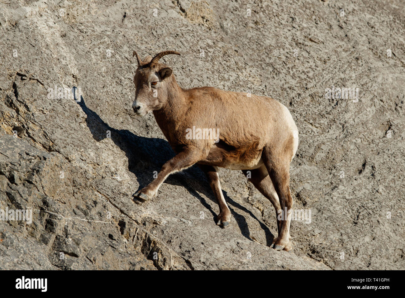 Weibliche Rocky Mountain Bighorn Schafe (Ovis canadensis) Stockfoto