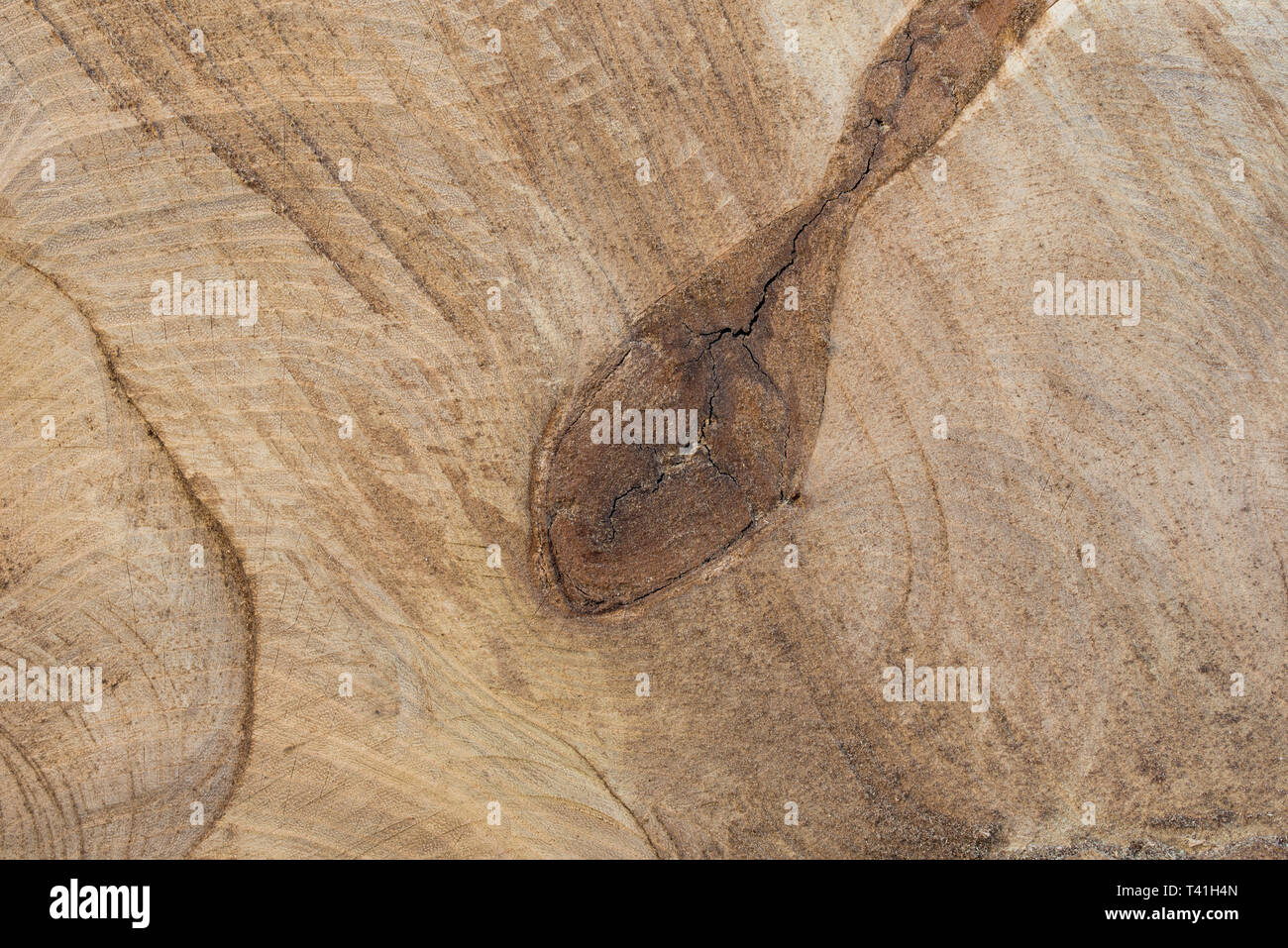 Cut Pappel holz- hintergrund Textur Makro Stockfoto