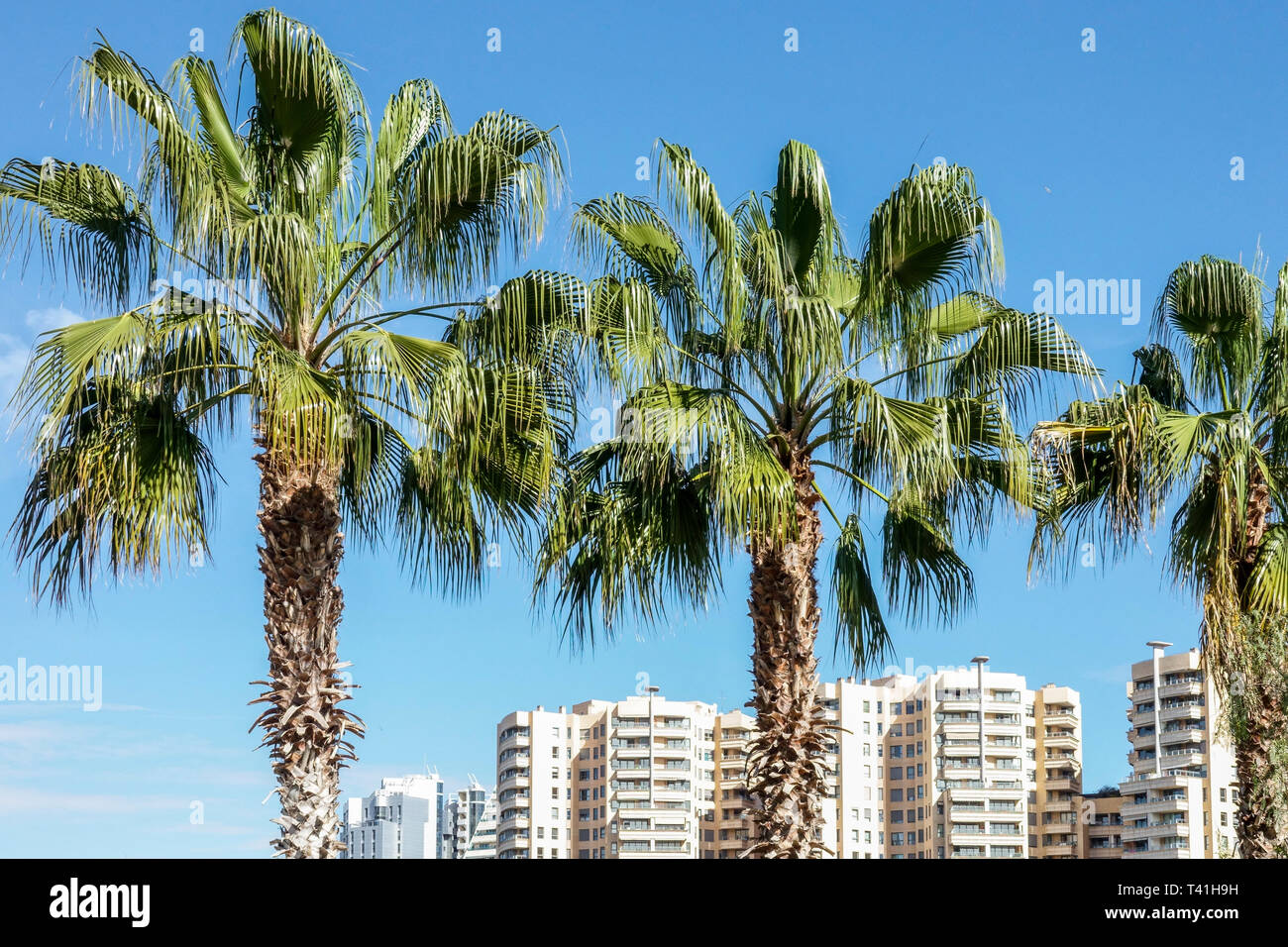 Spanien Palme Valencia Spanien Blick auf die Stadt Gebäude Wohnungen Europa Stockfoto