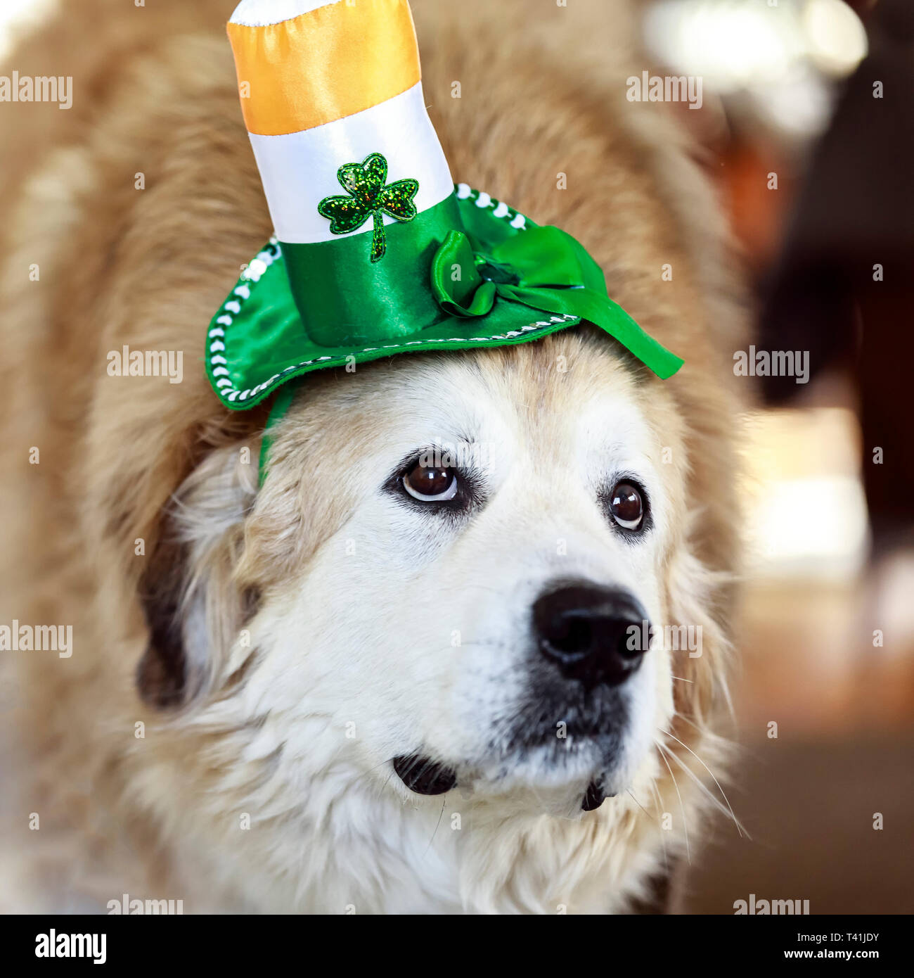 Hund das Tragen der St. Patrick's Day hat. Stockfoto