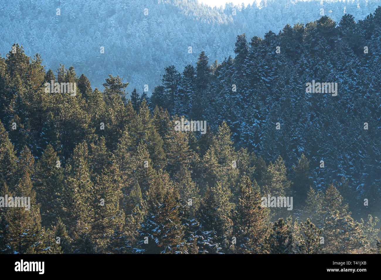 Evergreens nach leichter Schnee Stockfoto