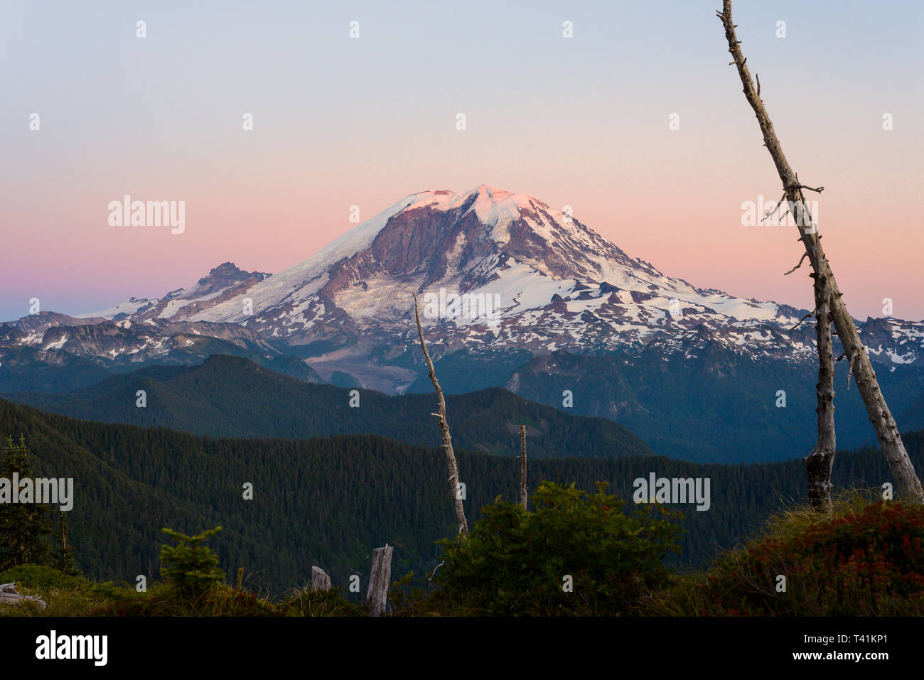 Mt Rainer bei Sonnenuntergang mit toten Bäumen Stockfoto