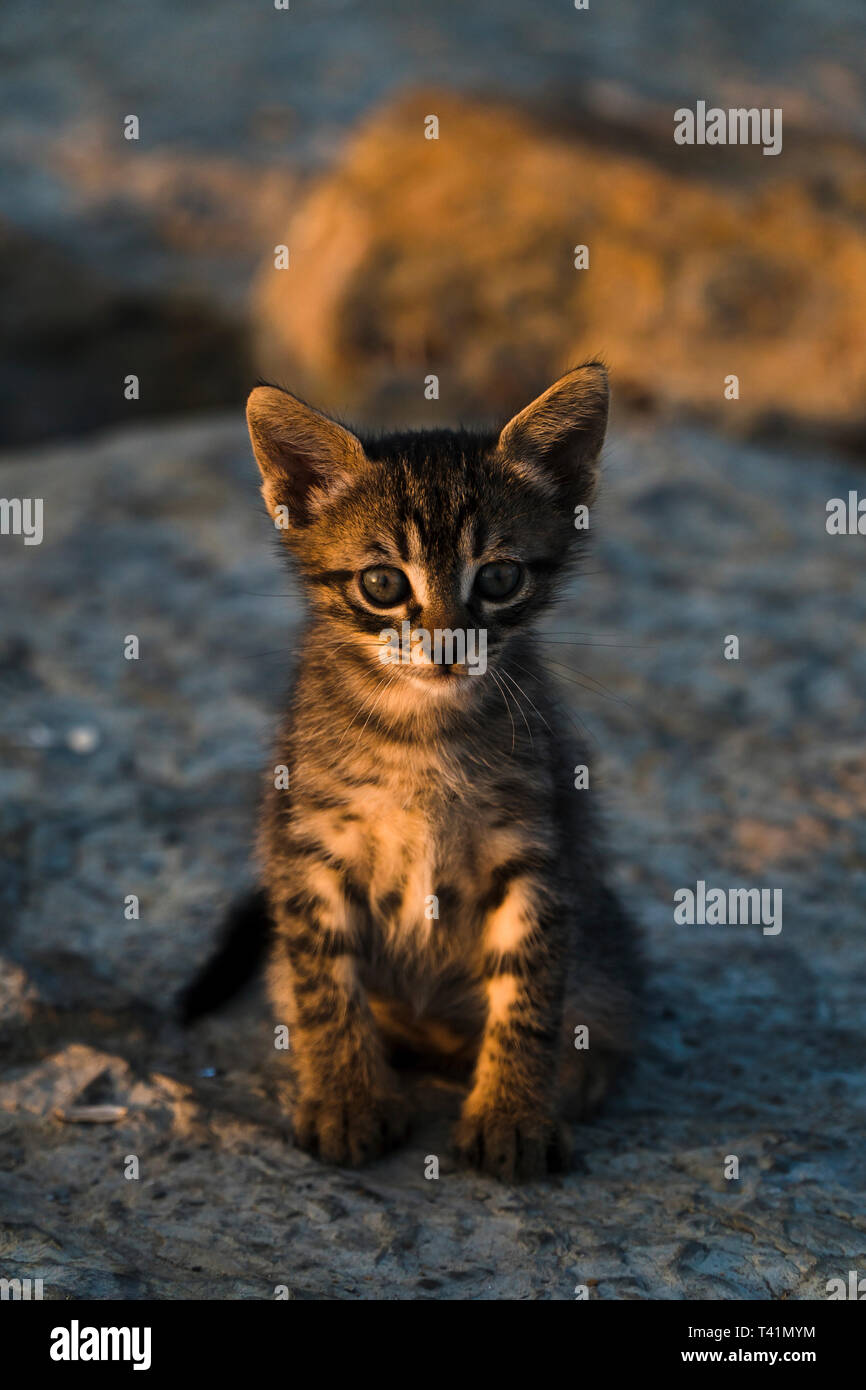 Cute Tabby Kätzchen sitzend und Sonnenbaden auf einem Felsen Stockfoto