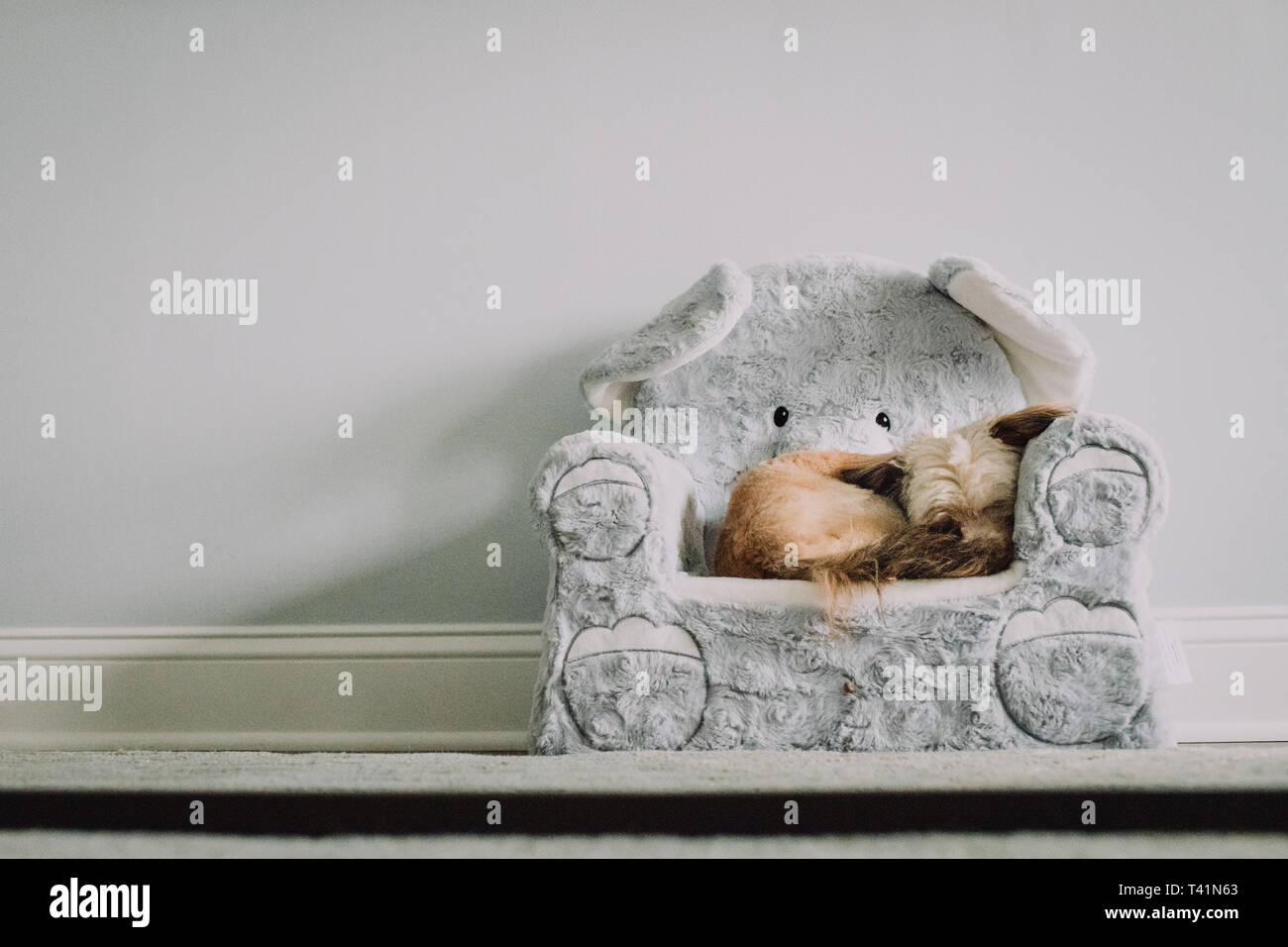 Kleiner Hund schlafen im Stuhl Stockfoto