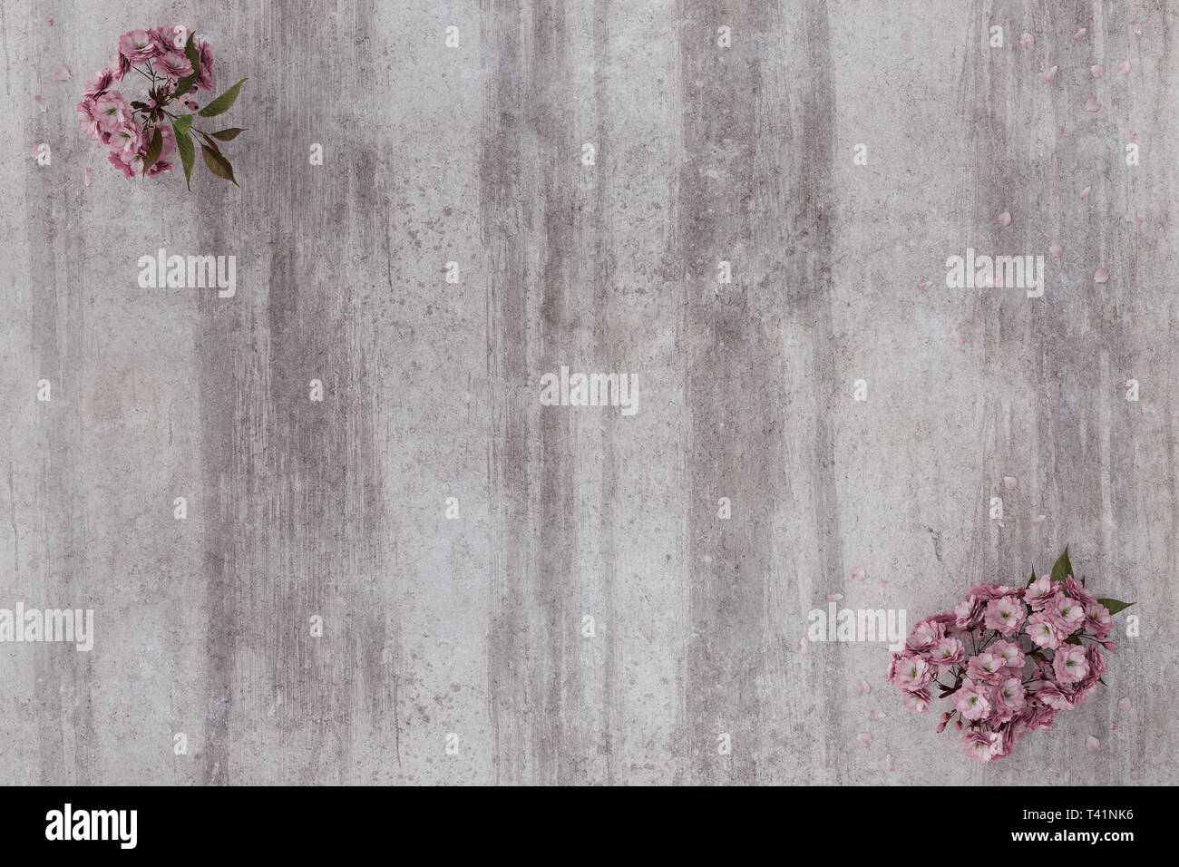 Japanische Kirschblüte auf grunge Betonwand Stockfoto