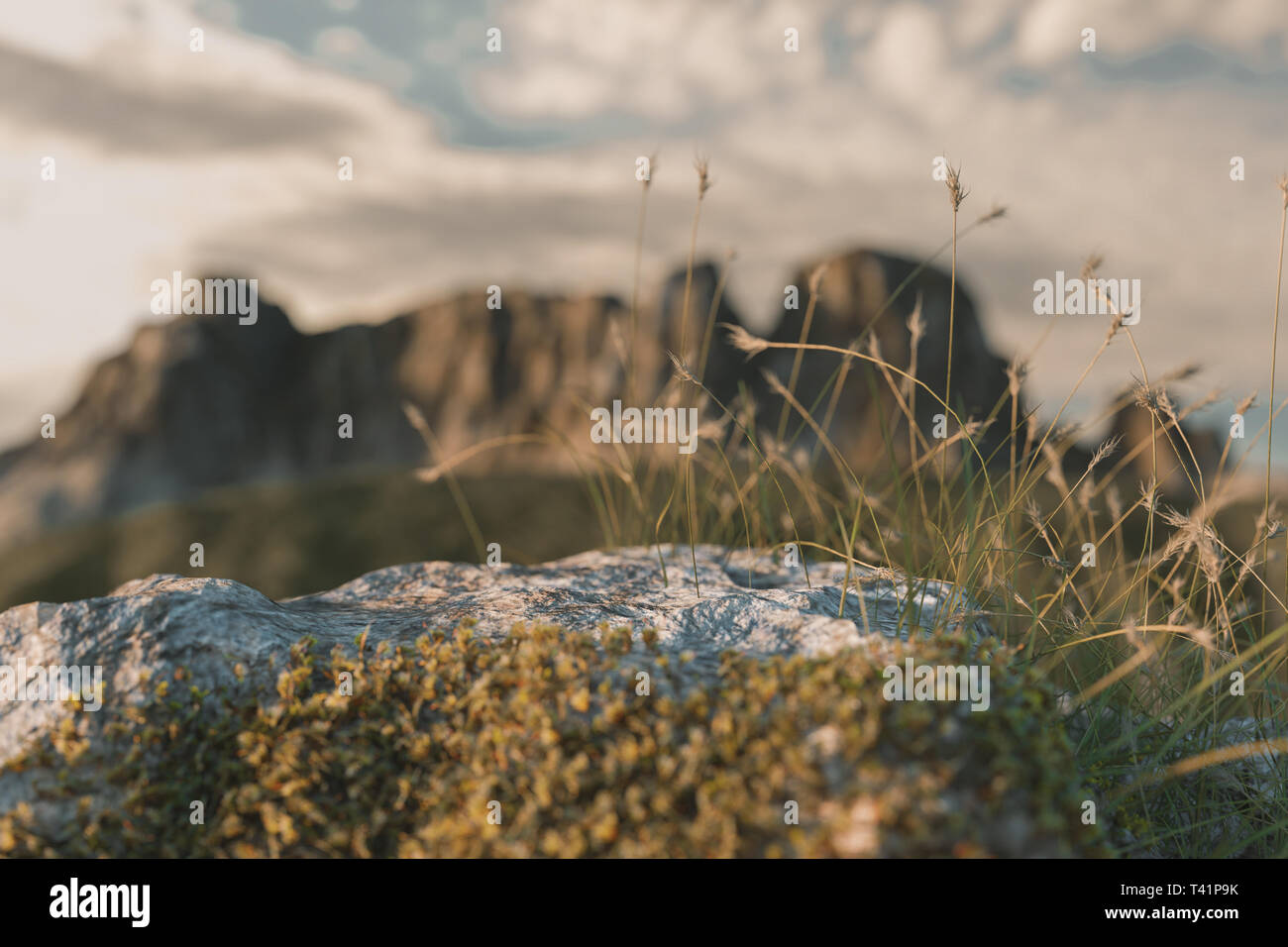 3D-Rendering von Berg Stein mit Moos und hohen Gesäte Stockfoto