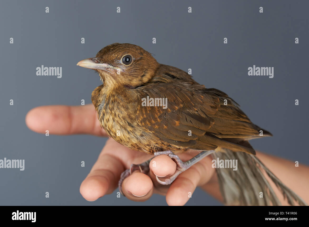 Kleine braune Vogel sitzen auf der Hand auf grauem Hintergrund Stockfoto