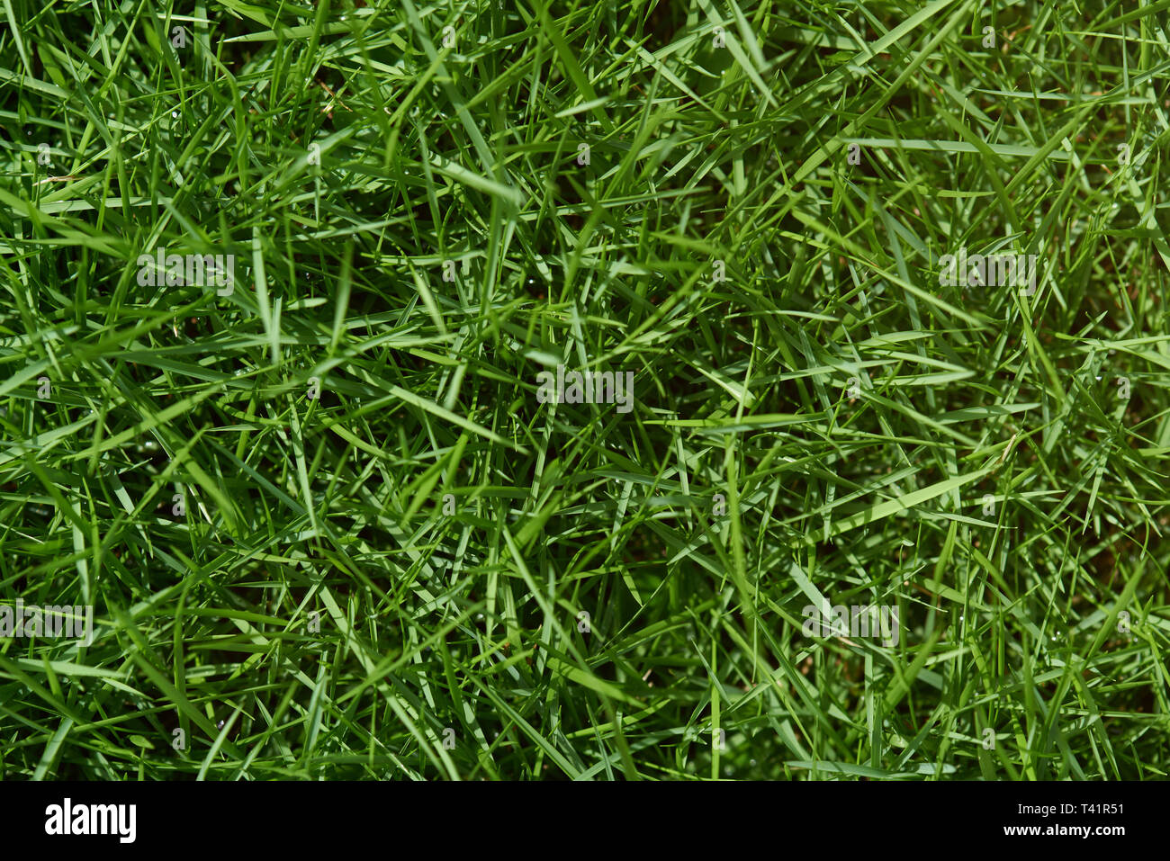 Grüne Gras Hintergrund. Das saubere, frische Gras Pflanze oben anzeigen Stockfoto